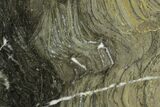Polished Stromatolite (Kussiella) Slab - Billion Years #129226-1